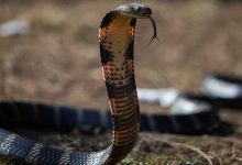गर्मी बढेसँगै सर्पको बिगबिगी